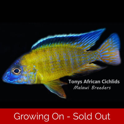 4 x Aulonocara usisya 4-5cm